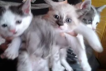 Gato ra a SRD idade 2 a 6 meses nome S/NOME
