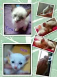 Tico e Teco