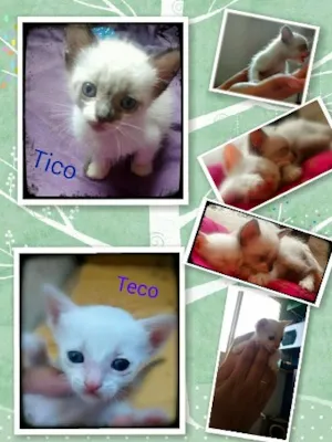 Gato raça SRD idade Abaixo de 2 meses nome Tico e Teco