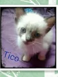 Tico e Teco