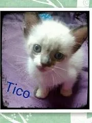 Gato ra a SRD idade Abaixo de 2 meses nome Tico e Teco