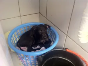 Cachorro raça Vira lata idade 2 a 6 meses nome Preta 