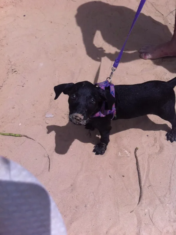 Cachorro ra a Vira lata idade 2 a 6 meses nome Preta 