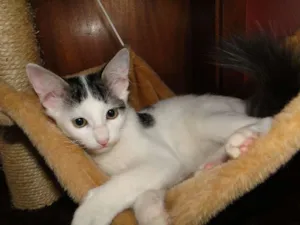 Gato raça SRD idade 2 a 6 meses nome Nikko