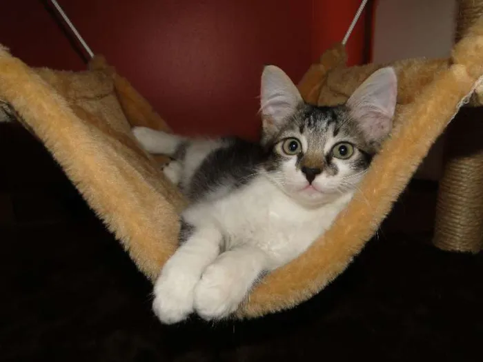 Gato ra a SRD idade 2 a 6 meses nome Fluffy