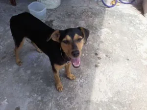 Cachorro raça SRD idade 7 a 11 meses nome Preta