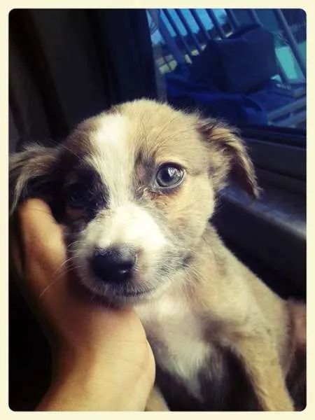 Cachorro ra a Sem raça definida idade 2 a 6 meses nome Esmeralda