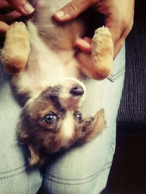 Cachorro raça Sem raça definida idade 2 a 6 meses nome Esmeralda