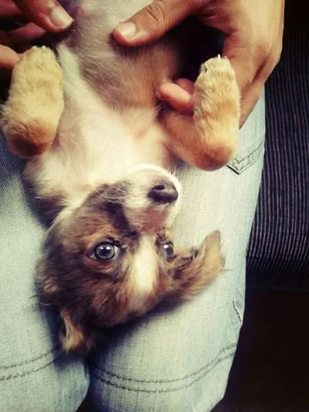 Cachorro ra a Sem raça definida idade 2 a 6 meses nome Esmeralda