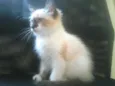 mimi