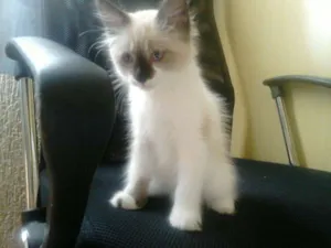 Gato raça srd idade Abaixo de 2 meses nome mimi