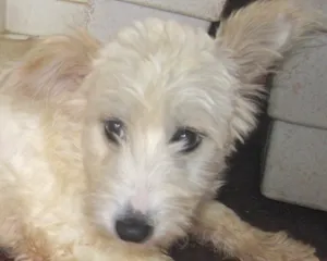 Cachorro raça SRD idade 2 anos nome MELISSA BRANQUINHA
