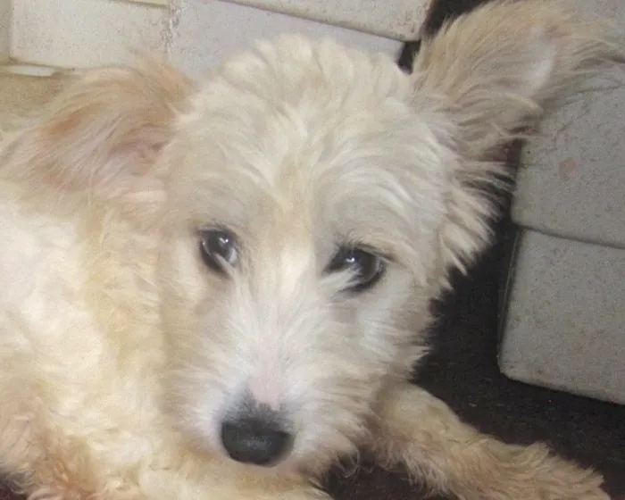 Cachorro ra a SRD idade 2 anos nome MELISSA BRANQUINHA