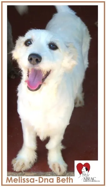 Cachorro ra a SRD idade 2 anos nome MELISSA BRANQUINHA