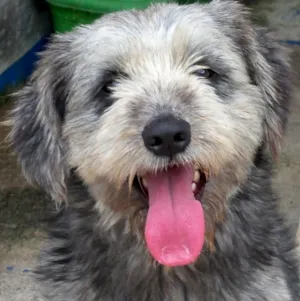 Cachorro raça POODLE idade 4 anos nome BALU