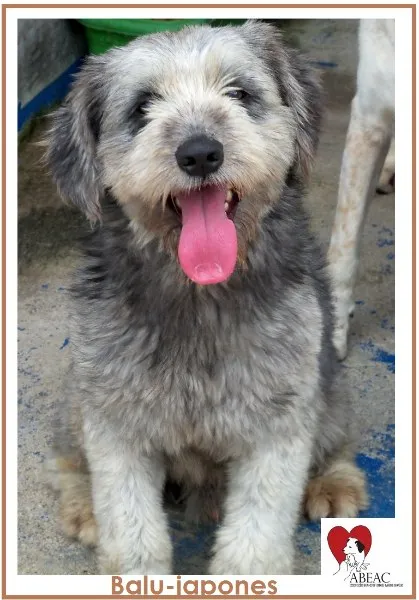 Cachorro ra a POODLE idade 4 anos nome BALU