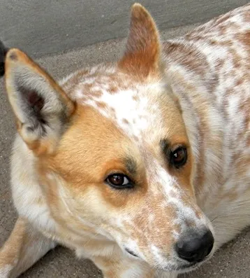 Cachorro ra a  idade 4 anos nome JOCA