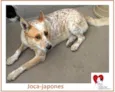 JOCA