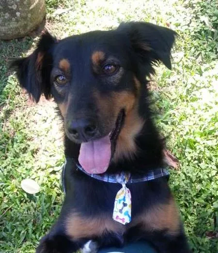 Cachorro ra a SRD idade  nome Especial