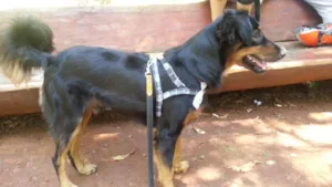 Cachorro raça SRD idade  nome Especial