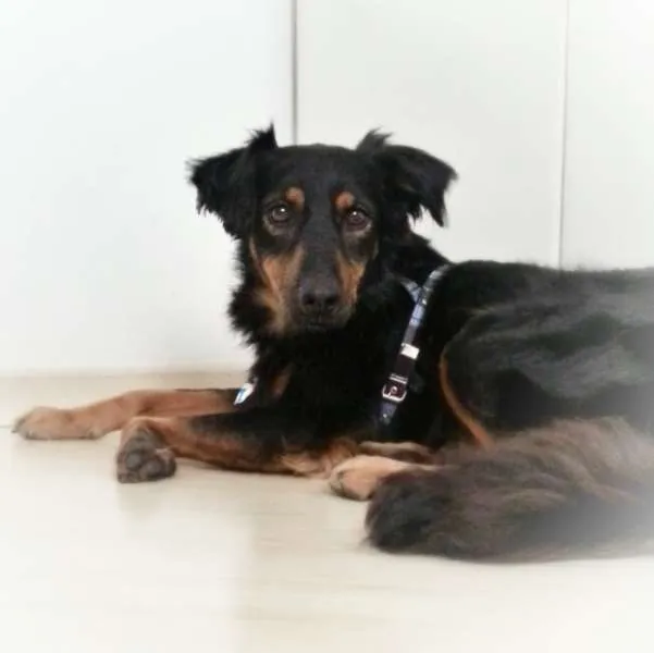 Cachorro ra a SRD idade  nome Especial