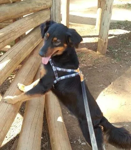 Cachorro ra a SRD idade  nome Especial