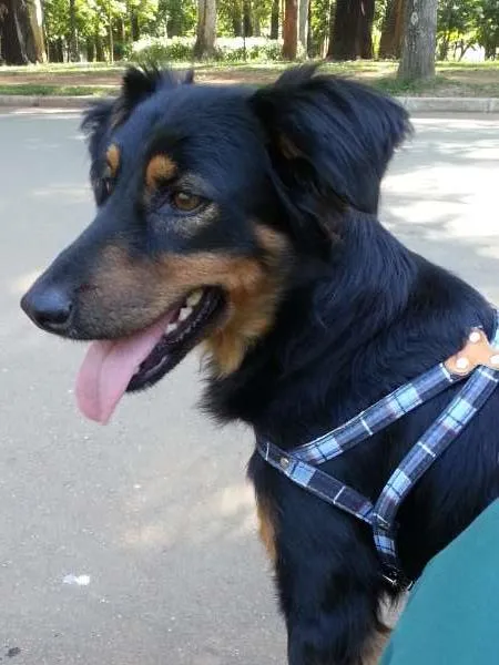 Cachorro ra a SRD idade  nome Especial