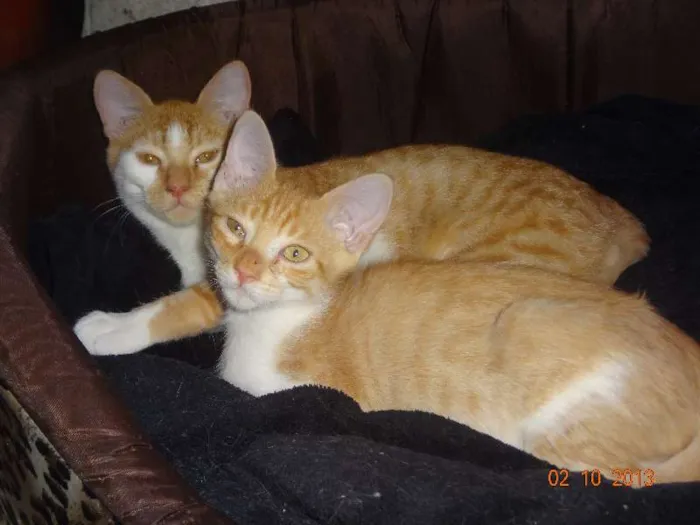 Gato ra a SRD idade 7 a 11 meses nome Marquinhos