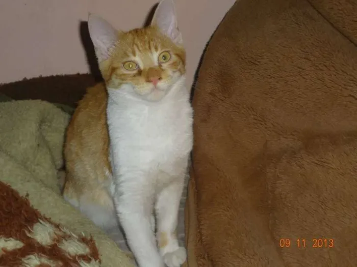 Gato ra a SRD idade 7 a 11 meses nome Marquinhos