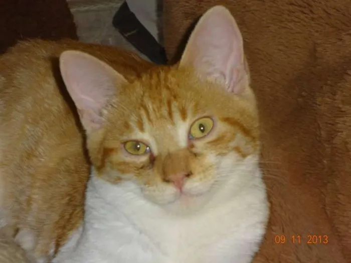Gato ra a SRD idade 7 a 11 meses nome Marquinhos