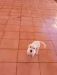Adote