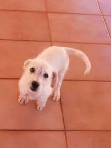 Cachorro ra a SRD idade 2 a 6 meses nome Adote