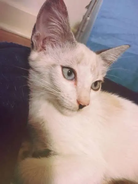 Gato ra a srd idade 2 a 6 meses nome Maltine