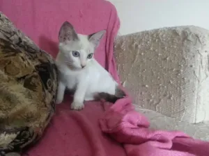 Gato raça srd idade 2 a 6 meses nome Maltine