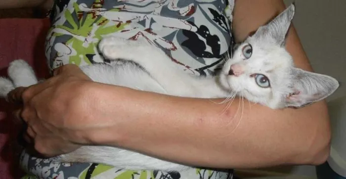 Gato ra a srd idade 2 a 6 meses nome Maltine