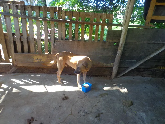 Cachorro ra a fila idade 1 ano nome Thor
