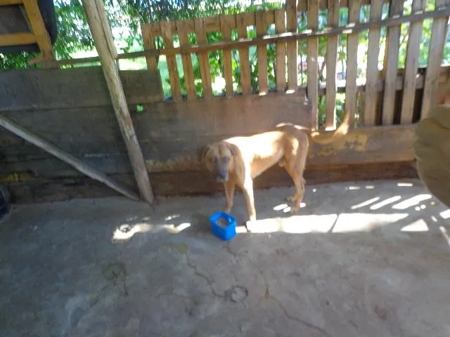 Cachorro ra a fila idade 1 ano nome Thor