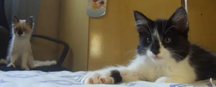 Gato ra a SRD idade Abaixo de 2 meses nome fifi