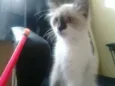 mimi
