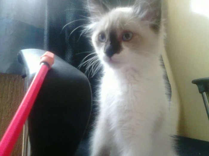Gato ra a srd idade Abaixo de 2 meses nome mimi