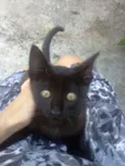 Neguinha