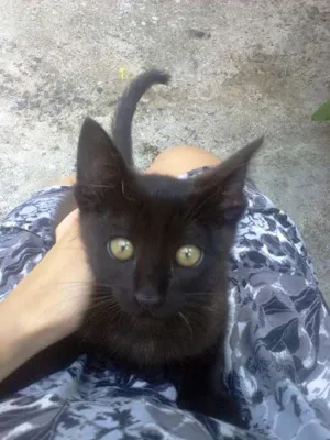 Gato raça SRD idade 2 a 6 meses nome Neguinha