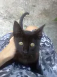 Neguinha