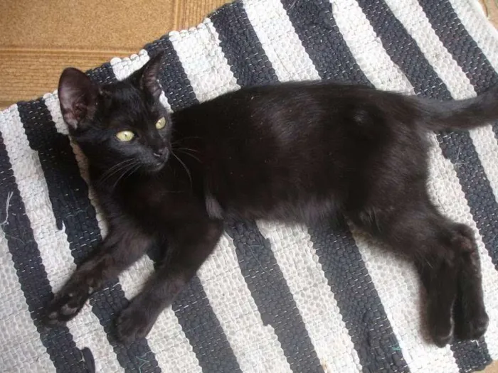 Gato ra a SRD idade 2 a 6 meses nome Neguinha
