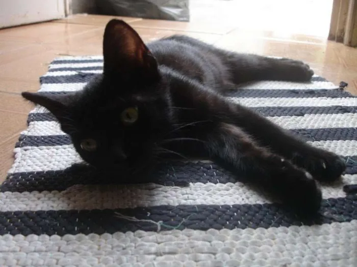 Gato ra a SRD idade 2 a 6 meses nome Neguinha