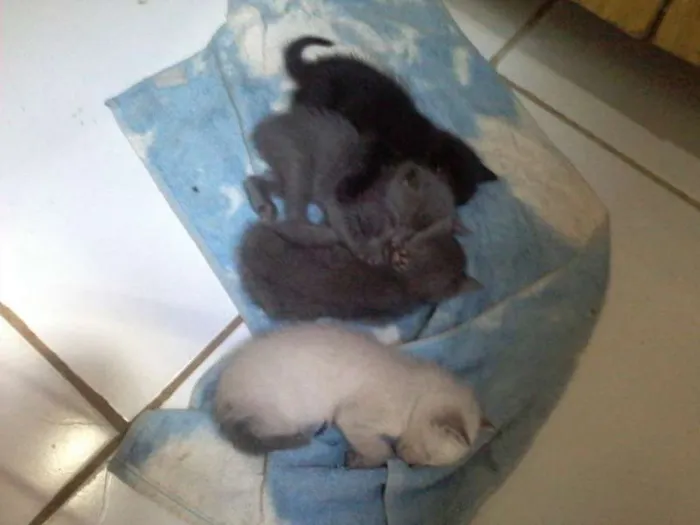 Gato raça  idade Abaixo de 2 meses nome Não definido