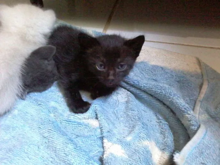 Gato raça  idade Abaixo de 2 meses nome Não definido