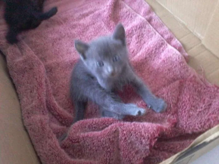 Gato raça  idade Abaixo de 2 meses nome Não definido