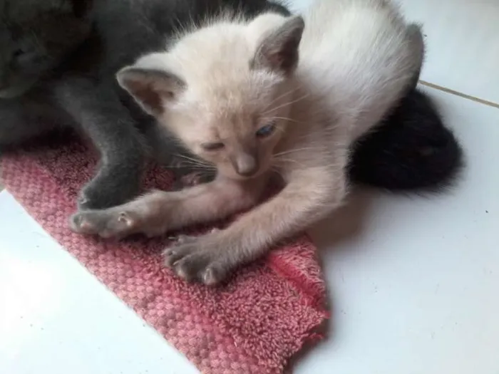Gato raça  idade Abaixo de 2 meses nome Não definido