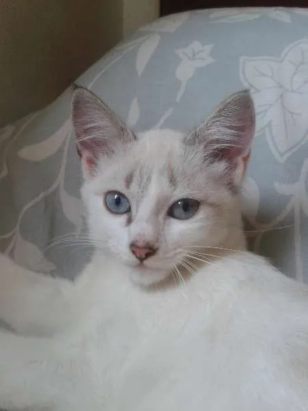 Gato ra a SRD idade 2 a 6 meses nome Nina